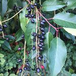 Prunus lusitanica Frukto