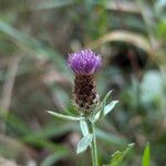 Centaurea decipiens 花