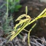 Crotalaria brevidens Hoja