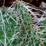 Opuntia polyacantha Листок