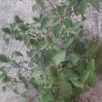 Acalypha aristata Fruto
