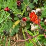 Emilia coccinea Fleur