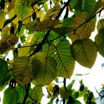 Betula maximowicziana Leaf