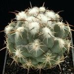 Coryphantha delaetiana Агульны выгляд