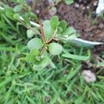 Portulaca oleraceaЛист