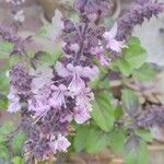 Ocimum basilicumKvet