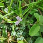 Barleria argentea Flor