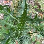 Cirsium vulgare Blatt