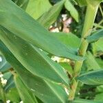 Hedychium flavescens Levél