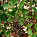 Lonicera fragrantissima عادت