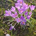 Crocus tommasinianusHabitus