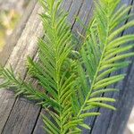 Taxodium distichumLeaf