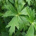 Trollius chinensis Leaf