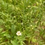 Gypsophila elegans Hoja