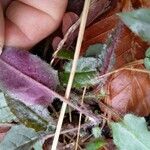 Hieracium venosum Leaf