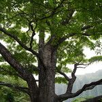 Terminalia ivorensis Yeri