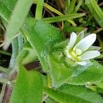 Cerastium diffusum Blüte