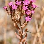 Pistorinia hispanica Flower