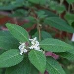 Lippia origanoides Кветка