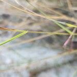 Aristida adscensionis Φλοιός