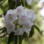 Rhododendron morii Blüte