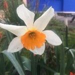 Narcissus tazettaFlower