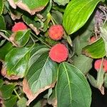 Cornus kousa Fruit