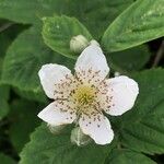 Rubus ferocior Blomst