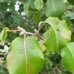 Pyrus cordata Лист