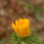 Cladanthus arabicus Flower