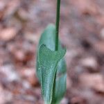 Epipactis persica Leaf