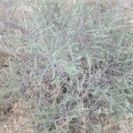 Artemisia herba-alba Buveinė