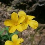Linum campanulatum Virág