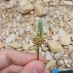 Plantago lanceolataКветка