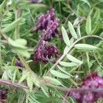 Vicia benghalensis Folha