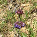 Salvia columbariae Habitus