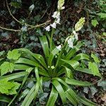 Hyacinthoides × massartiana Habit