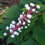 Actaea pachypoda Frukt