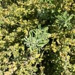 Salvia fruticosa 葉
