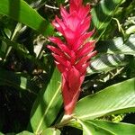Alpinia purpurata Blüte