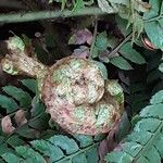 Polystichum braunii Foglia