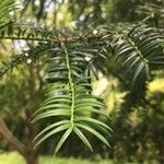 Torreya nucifera 叶