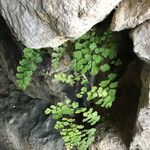 Adiantum capillus-veneris Hoja