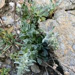 Artemisia genipi Habit