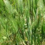 Hordeum marinum Hábito