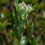 Gnaphalium palustre Fruit