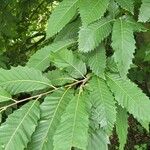 Castanea dentata Leaf