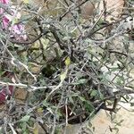 Corokia cotoneaster Fulla