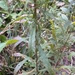 Solidago puberula Hoja