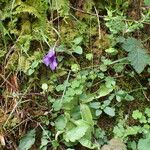 Pinguicula grandiflora Агульны выгляд